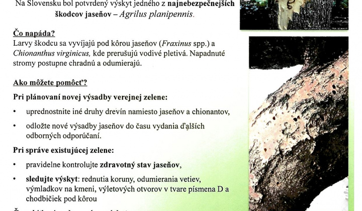 1. fotografia fotogalérie Aktuality / Chráňme Slovenské jasene - A kőrisek veszélyes kórokozója  - foto