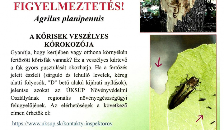 2. fotografia fotogalérie Aktuality / Chráňme Slovenské jasene - A kőrisek veszélyes kórokozója  - foto